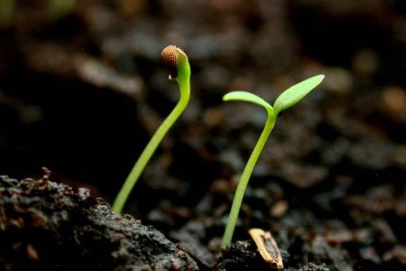 La semilla germina y crece